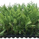 3 Live Trees Thuja Arborvitae Green Giant Evergreen Privacy Screening Plants 3 Live Trees Thuja Arborvitae Green Giant Evergreen Privacy Screening Plants