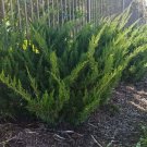 3 Live 4 Inch Pots Sea Green Juniper Juniperus Chinensis Evergreen Plants 3 Live 4 Inch Pots Sea Green Juniper Juniperus Chinensis Evergreen Plants