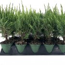 1 Live 4 Inch Pots Sea Green Juniper Juniperus Chinensis Evergreen Plants 1 Live 4 Inch Pots Sea Green Juniper Juniperus Chinensis Evergreen Plants