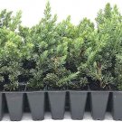 3 Live Plants Juniper Blue Pacific Juniperus Conferta Groundcover