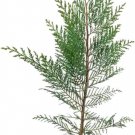 3 Live Plants Murray Cypress Tree Cupressus x Leylandii Evergreen Screening 3 Live Plants Murray Cypress Tree Cupressus x Leylandii Evergreen Screening