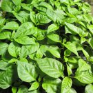 Lot of 3 (75+ DAYS OLD) CAROLINA REAPER Worlds Hottest Pepper LIVE PLANT
