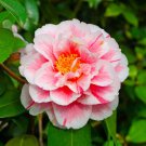 Lady Vansittart Camellia Japonica-Live Starter Plant Highly Variable Blooms! Lady Vansittart Camellia Japonica-Live Starter Plant Highly Variable Blooms!