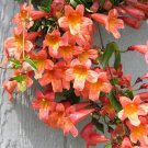 BIGNONIA "TANGERINE BEAUTY CROSSVINE Rooted Starter Plant ATTRACTS BUTTERFLIES BIGNONIA "TANGERINE BEAUTY CROSSVINE Rooted Starter Plant ATTRACTS BUTTERFLIES