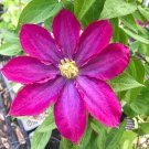 Clematis Pink Champagne 1 Live Plant in a 4 Inch Growers Pot Starter Plant Clematis Pink Champagne 1 Live Plant in a 4 Inch Growers Pot Starter Plant