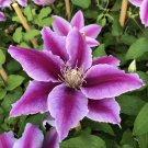 Clematis Dr. Rupple 1 Live Plant in a 4 Inch Growers Pot Starter Plant Clematis Dr. Rupple 1 Live Plant in a 4 Inch Growers Pot Starter Plant
