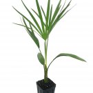 Ribbon Palm 3 Live Plant in a 4 Inch Growers Pot Livistona Decora Rare