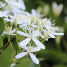 Clematis Sweet Autumn 3 Live Plant in a 4 Inch Growers Pot