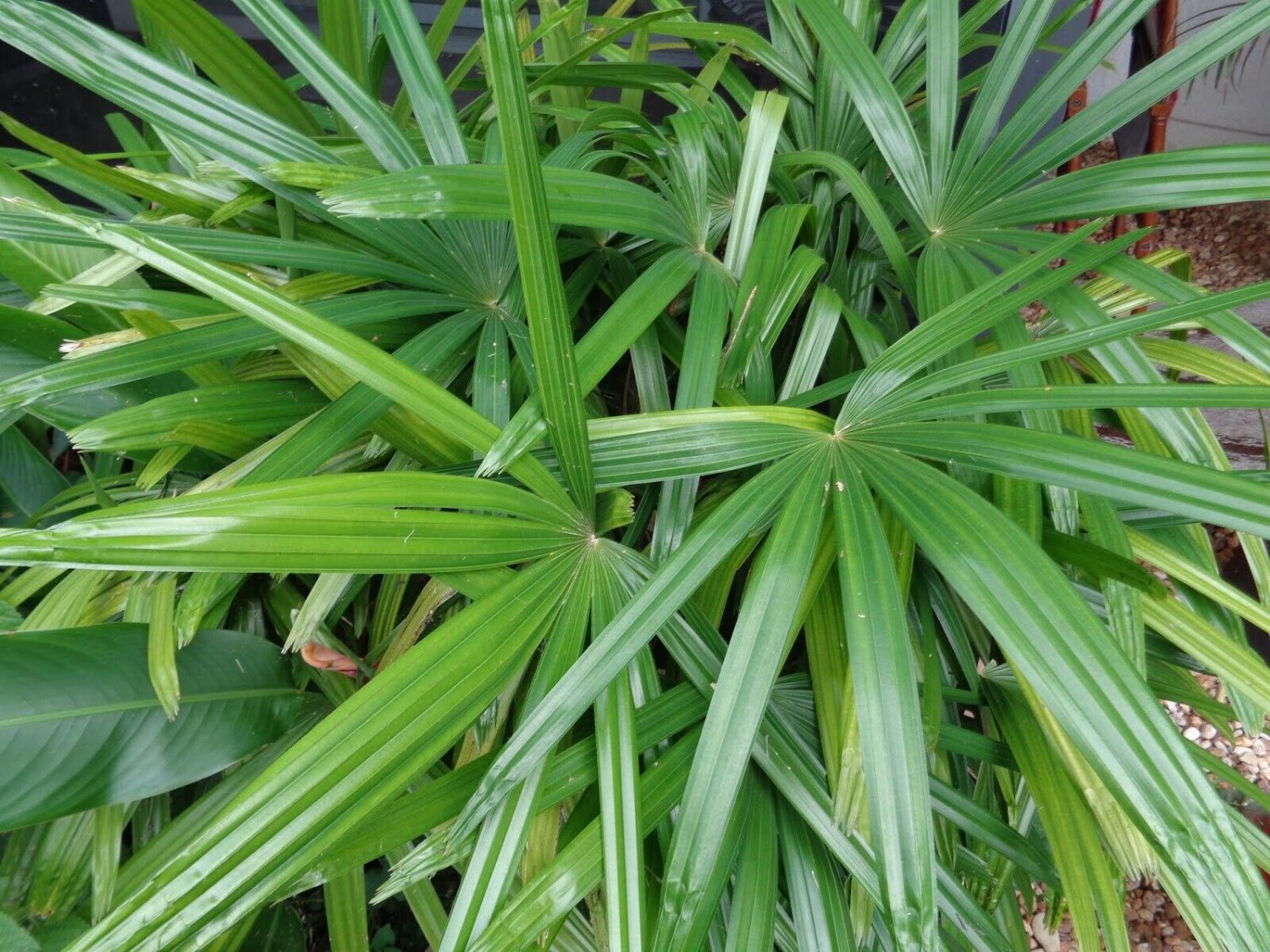 Lady Palm 3 Live Plant in a 4 Inch Growers Pot Rhapis Excelsa Beautiful