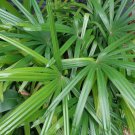 Lady Palm 3 Live Plant in a 4 Inch Growers Pot Rhapis Excelsa Beautiful Lady Palm 3 Live Plant in a 4 Inch Growers Pot Rhapis Excelsa Beautiful