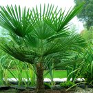Windmill Palm 3 Live Plant in a 6 Inch Growers Pot Trachycarpus Fortunei Rare Windmill Palm 3 Live Plant in a 6 Inch Growers Pot Trachycarpus Fortunei Rare
