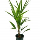 Windmill Palm 1 Live Plant in a 6 Inch Growers Pot Trachycarpus Fortunei Rare Windmill Palm 1 Live Plant in a 6 Inch Growers Pot Trachycarpus Fortunei Rare