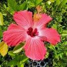 TROPICAL PAINTED LADY HIBISCUS WELL ROOTED 5 TO 7 INCHES LIVE STARTER PLANT