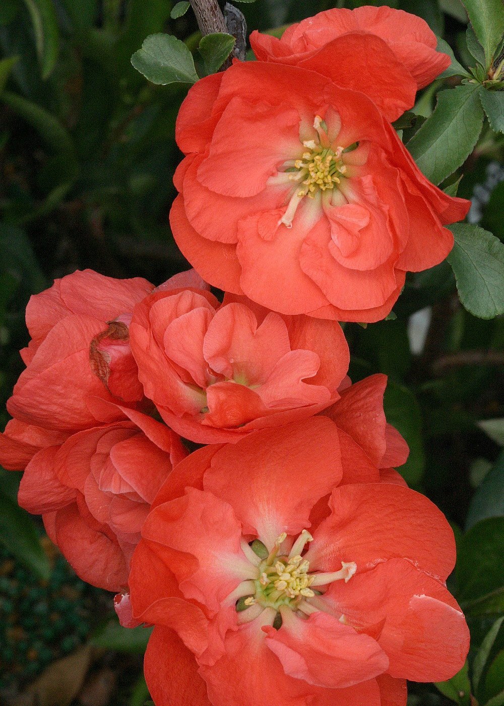 DOUBLE TAKE Orange PPAF Flowering Quince 4" Pot
