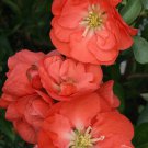 DOUBLE TAKE Orange PPAF Flowering Quince 4" Pot