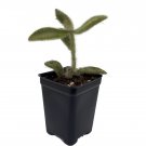 Super Fuzzy Panda Plant Kalanchoe tomentosa Easy Succulent 2.5" Pot Super Fuzzy Panda Plant Kalanchoe tomentosa Easy Succulent 2.5" Pot