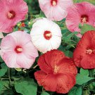 Hibiscus 'Disco Belle' - 10 Seeds - Perennial