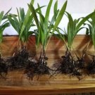 25 Windmill Palm Tree Seedlings - 6-12" Tall Live Plants - Trachycarpus fortunei 25 Windmill Palm Tree Seedlings - 6-12" Tall Live Plants - Trachycarpus fortunei