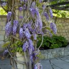 10 Blue Japanese Wisteria Vines - 12-18" Tall Live Plants - Wisteria floribunda