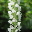 5 Downy Rattlesnake Plantain Orchid Root Systems, Perennial - Goodyera pubescens 5 Downy Rattlesnake Plantain Orchid Root Systems, Perennial - Goodyera pubescens