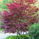 5.5" Pot - Bloodgood Japanese Maple - Bonsai or Outdoors - Acer palmatum