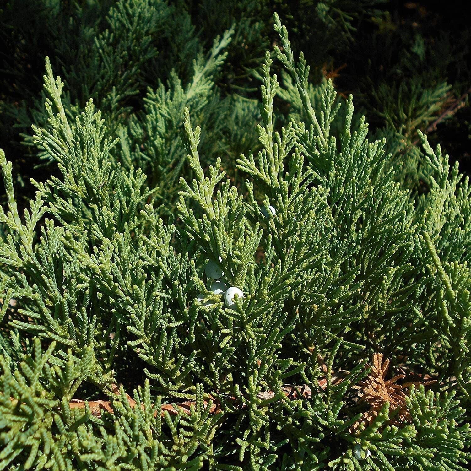3 Live Plants Juniper Parsoni Juniperus Squamata Expansa Parsons Groundcover
