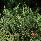 3 Live Plants Juniper Parsoni Juniperus Squamata Expansa Parsons Groundcover
