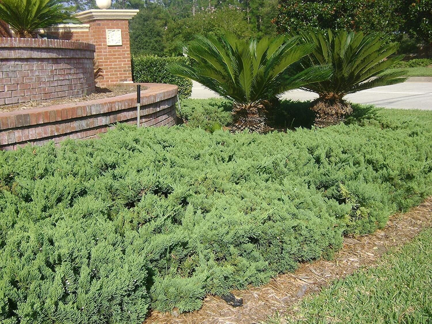 10 Live Plants Juniper Parsoni Juniperus Squamata Expansa Parsons Groundcover