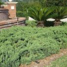 10 Live Plants Juniper Parsoni Juniperus Squamata Expansa Parsons Groundcover