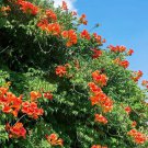 3 Live Plants Cape Honeysuckle Tecomaria Capensis | Birds Butterfly Attracting 3 Live Plants Cape Honeysuckle Tecomaria Capensis | Birds Butterfly Attracting