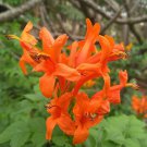 10 Live Plants Cape Honeysuckle Tecomaria Capensis | Birds Butterfly Attracting 10 Live Plants Cape Honeysuckle Tecomaria Capensis | Birds Butterfly Attracting