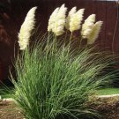 3 Live Plants Dwarf Pampas Grass Cortaderia Selloana Pumila 3 Live Plants Dwarf Pampas Grass Cortaderia Selloana Pumila