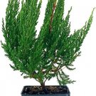1 Plant Juniper Blue Sargent Live 4 Inch Pot Juniperus Chinensis 1 Plant Juniper Blue Sargent Live 4 Inch Pot Juniperus Chinensis