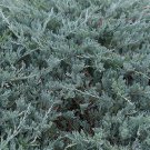 3 Plant Juniper Blue Sargent Live 4 Inch Pot Juniperus Chinensis 3 Plant Juniper Blue Sargent Live 4 Inch Pot Juniperus Chinensis