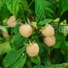 SNOWBANK WHITE RUBUS BLACKBERRY~Well Rooted STARTER Plant~~BURSTING WITH FLAVOR!