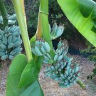 Musa ICE CREAM (BLUE JAVA) Live Banana Tree SMALL ROOTED STARTER PLANT Musa ICE CREAM (BLUE JAVA) Live Banana Tree SMALL ROOTED STARTER PLANT