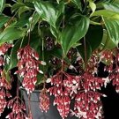 Florinilla "MAGIC" Medinilla Plant~Live Well Rooted STARTER Plant~ VERY RARE