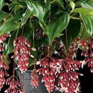 Florinilla "MAGIC" Medinilla Plant~Live Well Rooted STARTER Plant~ VERY RARE