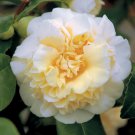 JURY'S YELLOW Unique Bloom Camellia Japonica Live Starter Plant JURY'S YELLOW Unique Bloom Camellia Japonica Live Starter Plant