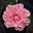 LES MARBURY Unique Bloom Camellia Japonica-Live Starter Plant LES MARBURY Unique Bloom Camellia Japonica-Live Starter Plant