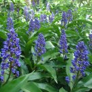 SAPPHIRE BLUE GINGER Gorgeous Dichorisandra Thyrsiflora LIVE STARTER PLANT SAPPHIRE BLUE GINGER Gorgeous Dichorisandra Thyrsiflora LIVE STARTER PLANT