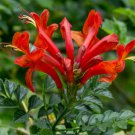 RED RIOT Cape Honeysuckle Tecomaria Capensis STARTER PLANT Hummingbird Heaven! RED RIOT Cape Honeysuckle Tecomaria Capensis STARTER PLANT Hummingbird Heaven!