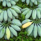 Ice Cream Banana Tree Blue Java Live Plant in a 4 Inch Grower's Pot Ice Cream Banana Tree Blue Java Live Plant in a 4 Inch Grower's Pot