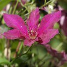 Clematis Ruutel Live Plant in a 4 Inch Growers Pot Clematis 'Ruutel'