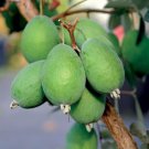 Pineapple Guava Feijoa Sellowiana Well Rooted STARTER Plant Grow Sweet Fruit