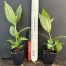 Royal PEARZ Magnifica Medinilla Plant Live Well Rooted STARTER Plant VERY RARE