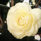 LEMON GLOW Unique Bloom Camellia Japonica Live Starter Plant