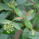 YANG Viburnum Shrub - Compact Hybrid - 4" Pot