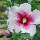Paraplu Pink Ink Hibiscus - Rose of Sharon - 4" pot