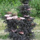 Laced Up Elderberry - 4" pot - Sambucus